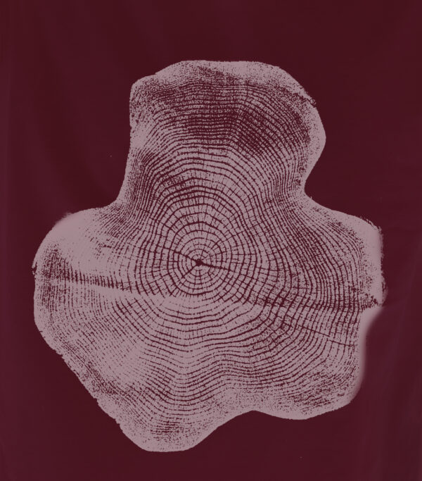 Börzsöny - BIO - Image 4